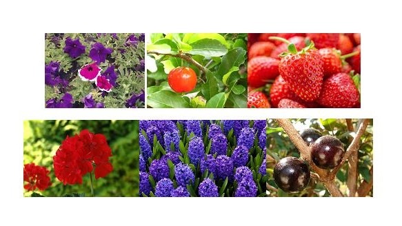 antocianinas estres salino|Bea Estructura básica de una antocianina|Bea ruta general sintesis antocianinas